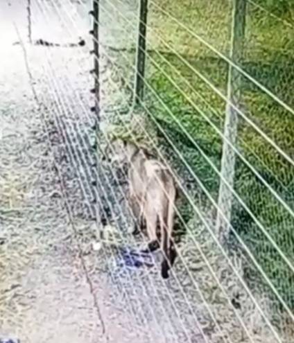 Caso del puma: “hay que mirarlo fijo, levantar las manos y gritarle”